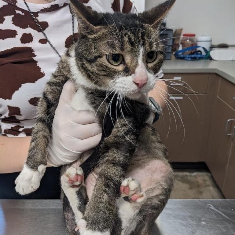 Marcus, an adoptable Domestic Short Hair in Cleveland, MS, 38732 | Photo Image 2