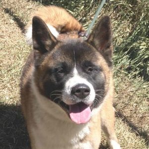**Freya**, Adult Female unknown