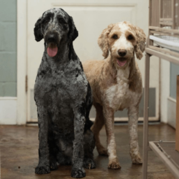 Petfinder goldendoodle sales