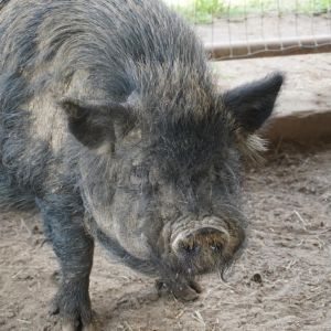 Clint Eastwood, Adult Male Pig