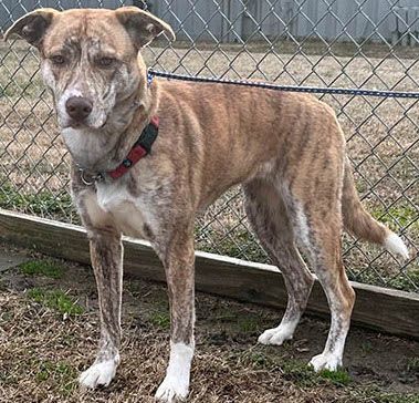 Dog for adoption - Louisa, a Catahoula Leopard Dog & Whippet Mix in