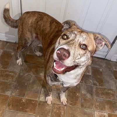 Dog for adoption - Louisa, a Catahoula Leopard Dog & Whippet Mix in