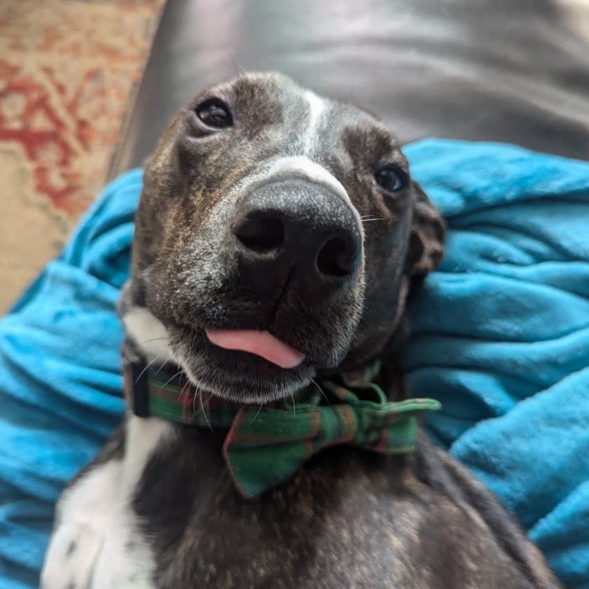 Bugsy
