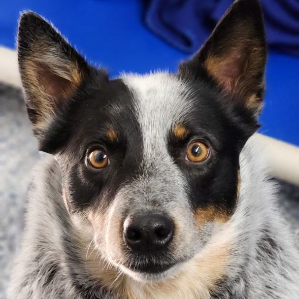 Blue heeler house sales dog