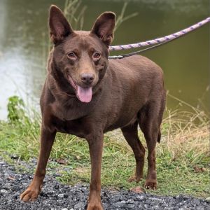Nutmeg 10-2634, Adult Female Shepherd