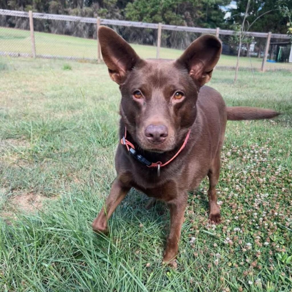 Nutmeg 10-2634