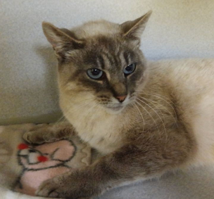 Cat for adoption Sheeva a Siamese in Osseo MI Petfinder