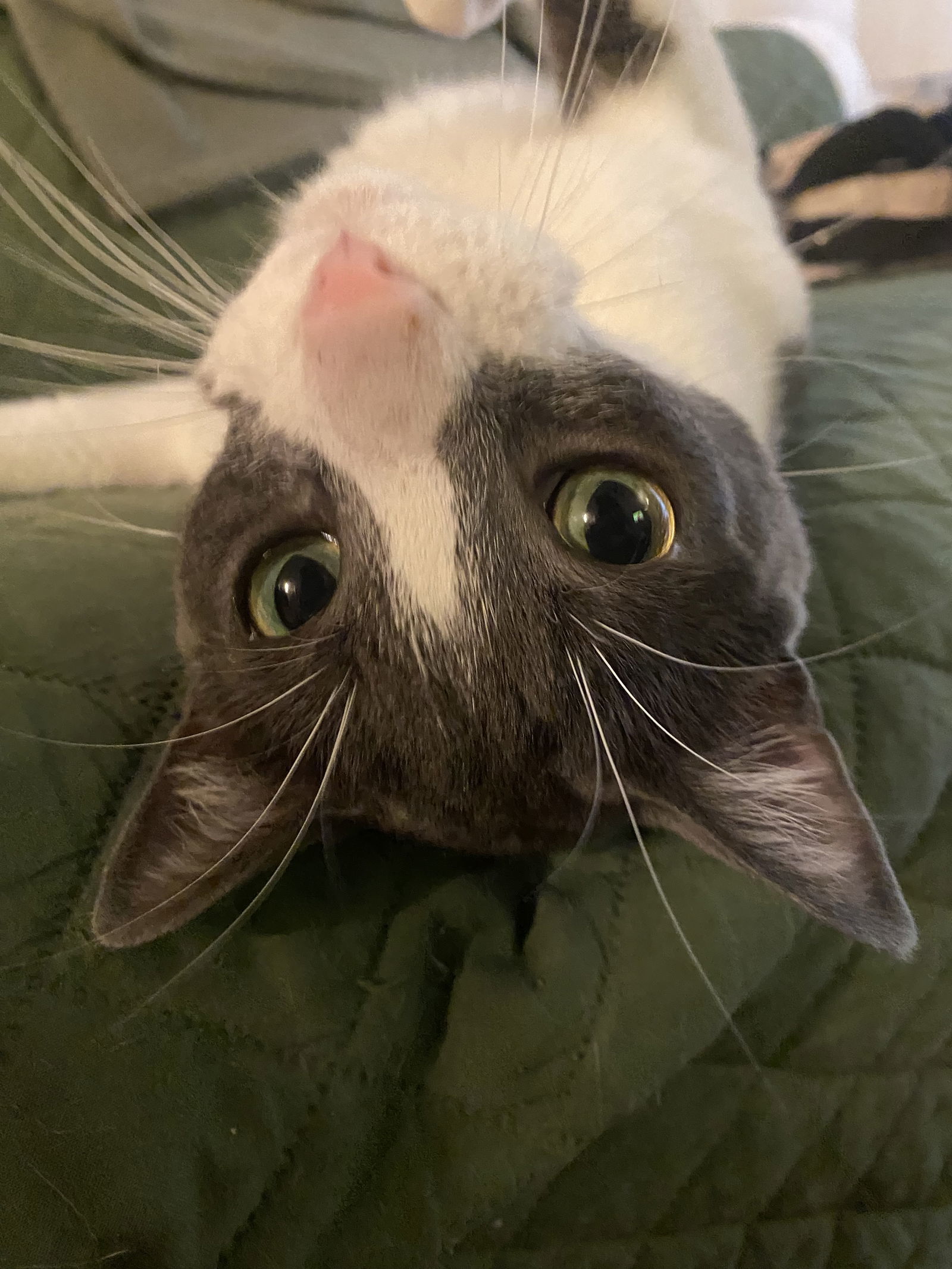 Neville