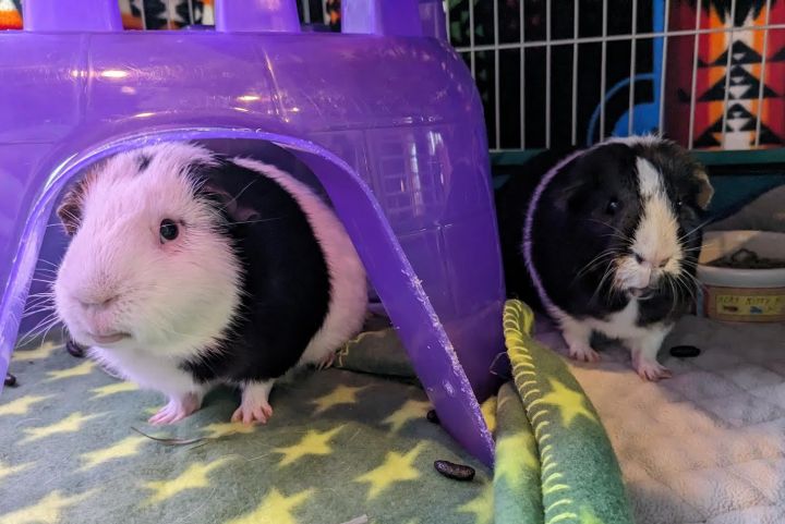 Tater Dot and Spud Pigenzie, an adoptable Guinea Pig in Bellingham, WA_image-1
