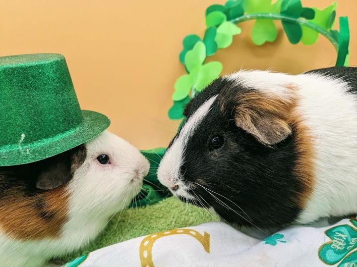 Tater Dot and Spud Pigenzie, an adoptable Guinea Pig in Bellingham, WA_image-2