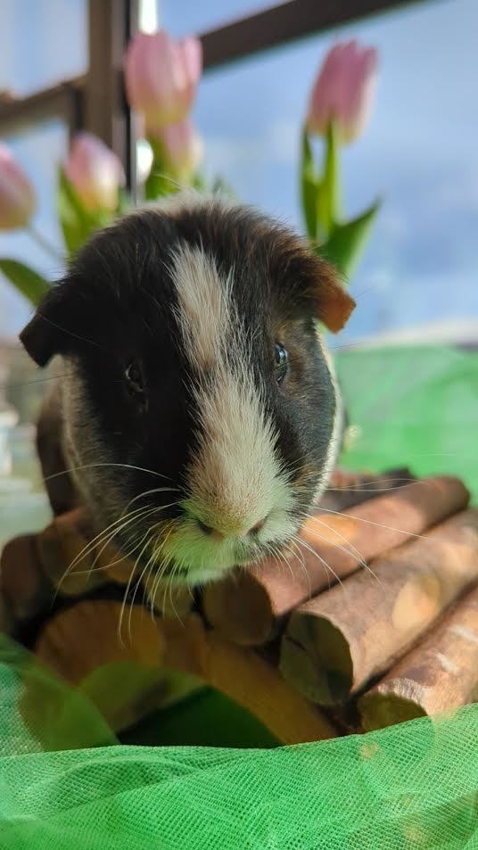 Tater Dot and Spud Pigenzie, an adoptable Guinea Pig in Bellingham, WA_image-4