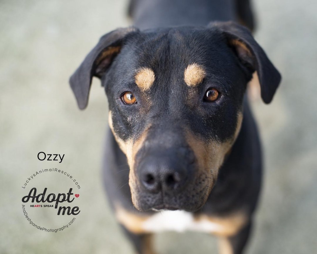 Ozzy, an adoptable Rottweiler, Mixed Breed in Bakersfield, CA, 93308 | Photo Image 1