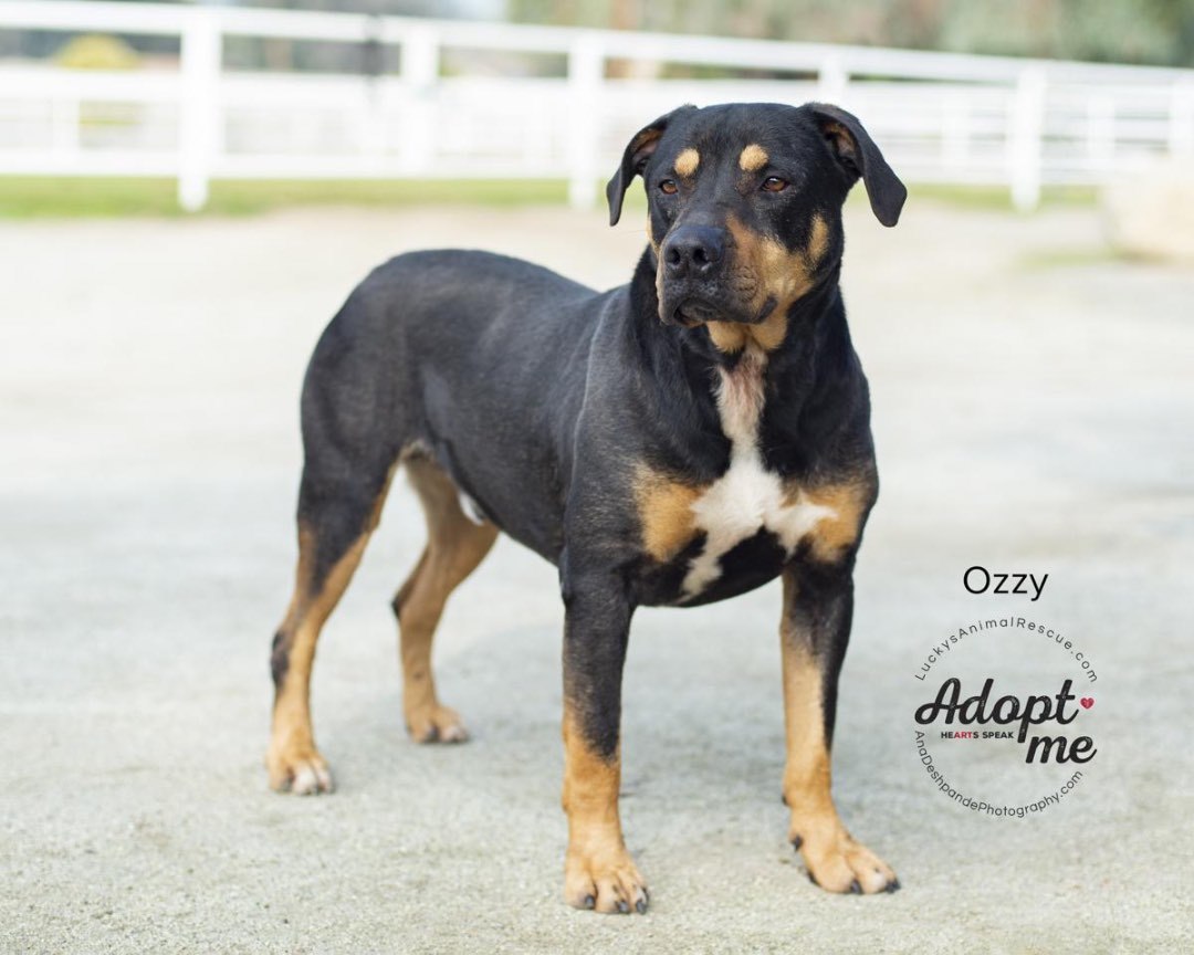 Ozzy, an adoptable Rottweiler, Mixed Breed in Bakersfield, CA, 93308 | Photo Image 2