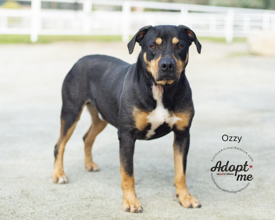 Ozzy, an adoptable Rottweiler, Mixed Breed in Bakersfield, CA, 93308 | Photo Image 3