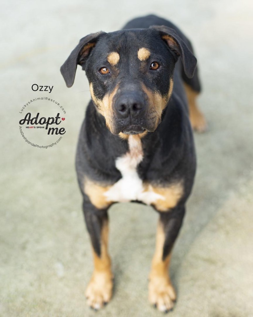 Ozzy, an adoptable Rottweiler, Mixed Breed in Bakersfield, CA, 93308 | Photo Image 5