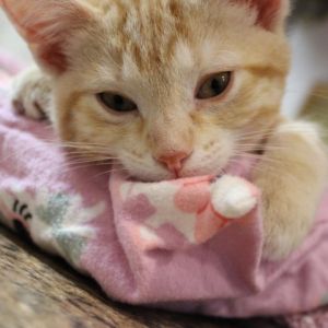 Petfinder kittens best sale near me