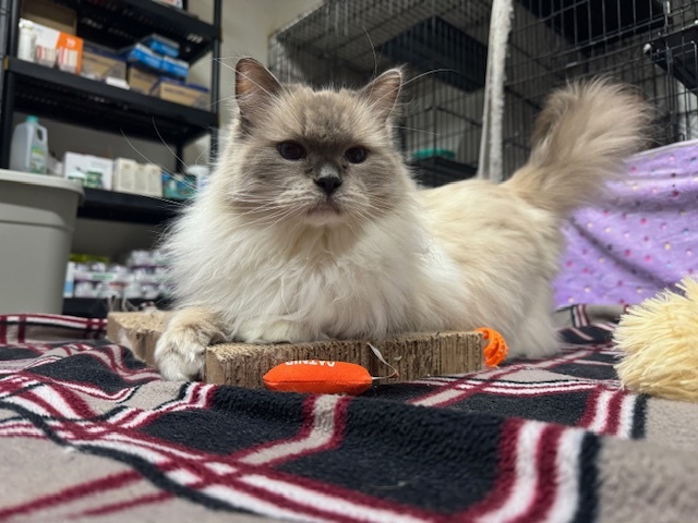 Blanche, an adoptable Ragdoll in Lancaster, PA, 17603 | Photo Image 2