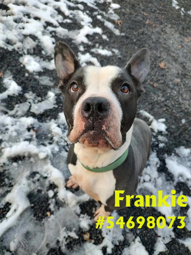 Frankie 