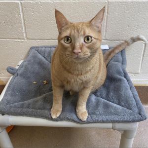 Meet Poppy She is an affectionate cuddle bug who adores the company of both humans and fellow felin