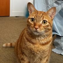 Hello Im Peony a charming orange tabby searching for my forever friend Much 