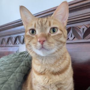 Meet Peony Peony is a gentle and reserved sweetheart who loves head scratches and spending her days