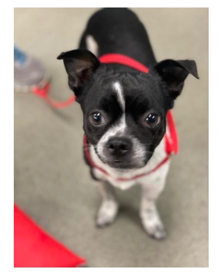 Boston terrier hot sale puppies tampa