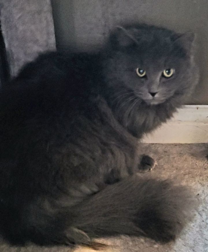 Cat for adoption - Storm, a Domestic Long Hair in Lewis Center, OH ...