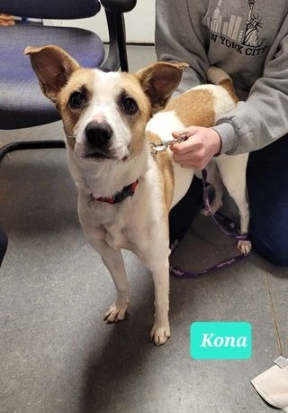 Kona