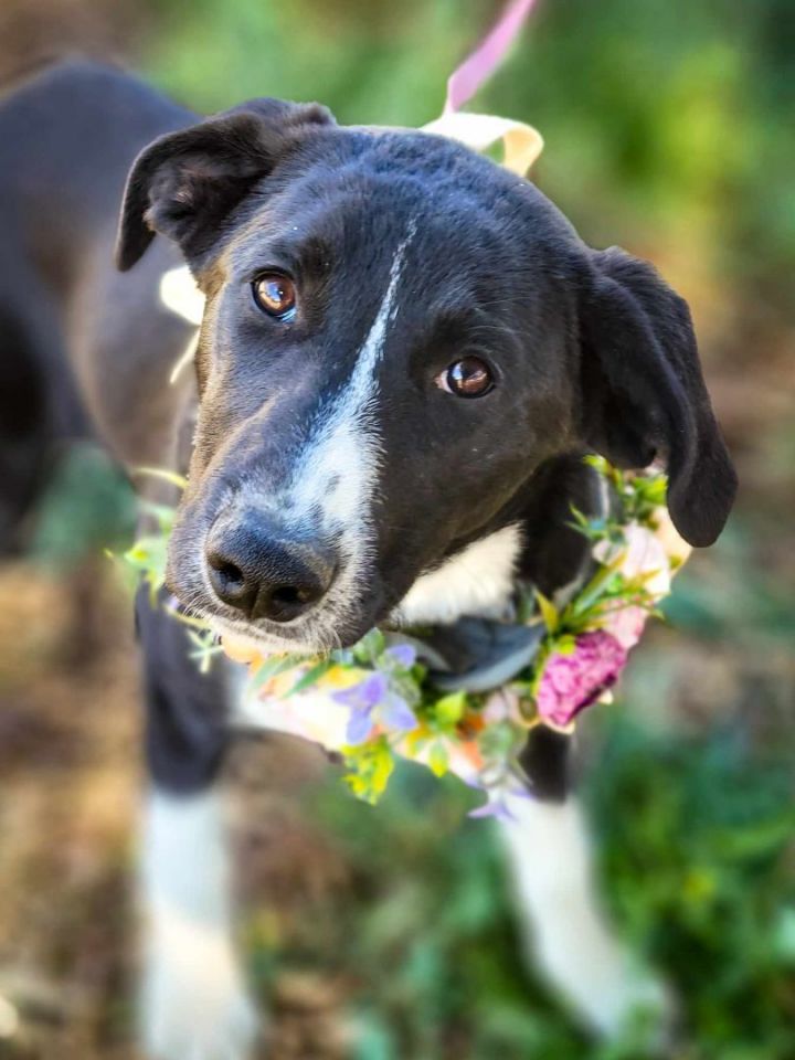 Lime, an adoptable Border Collie Mix in Anza, CA_image-2