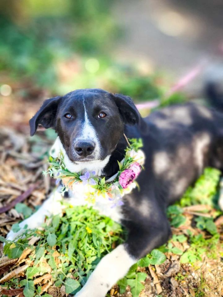 Lime, an adoptable Border Collie Mix in Anza, CA_image-4