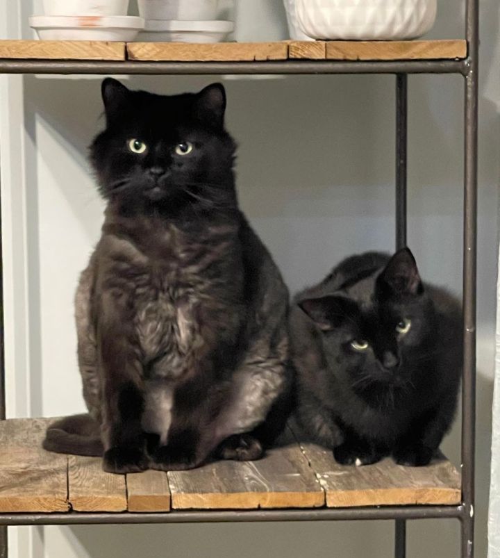Phoenix & Starling (Courtesy Posting), an adoptable Domestic Long Hair in Parkville, MO_image-2