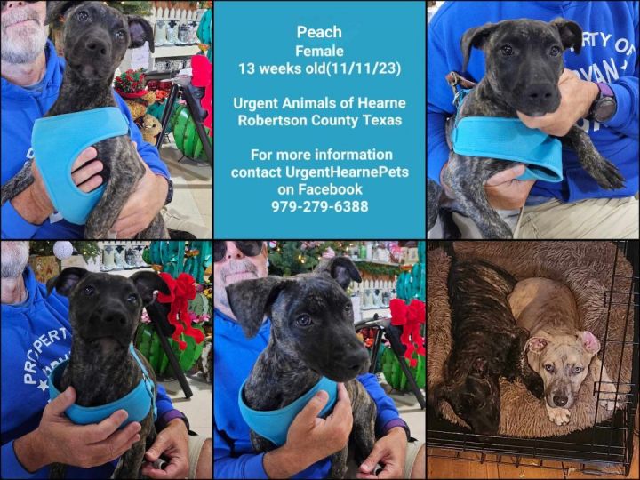 Peach, an adoptable Mixed Breed in Hearne, TX_image-1