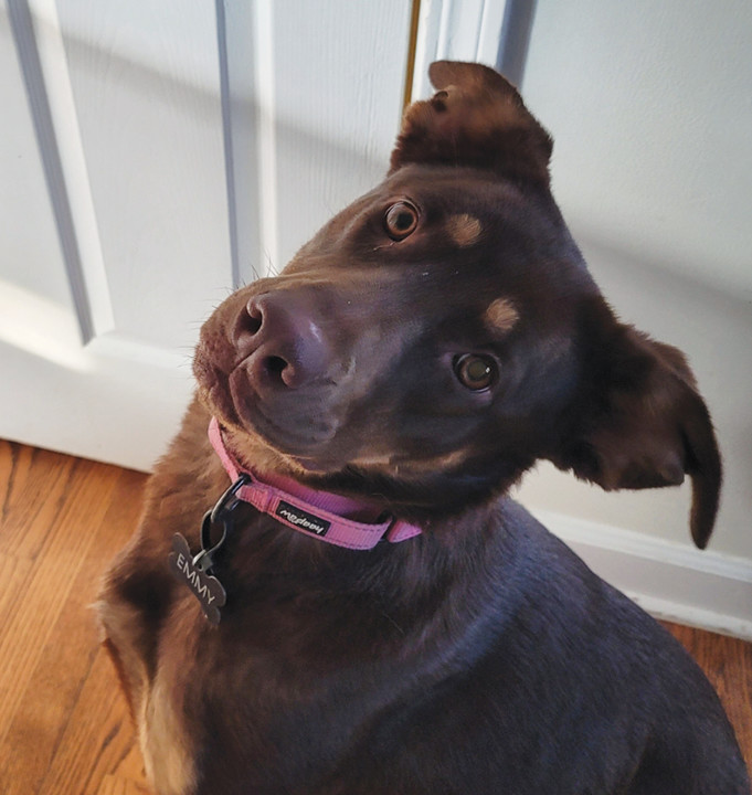Russett (aka Emmy), an adoptable Labrador Retriever & Doberman Pinscher Mix in Naperville, IL_image-1