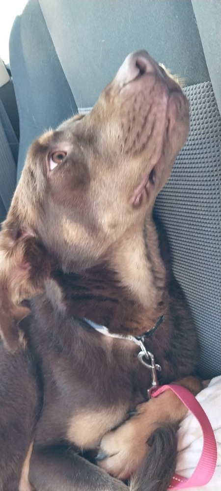 Russett (aka Emmy), an adoptable Labrador Retriever & Doberman Pinscher Mix in Naperville, IL_image-4