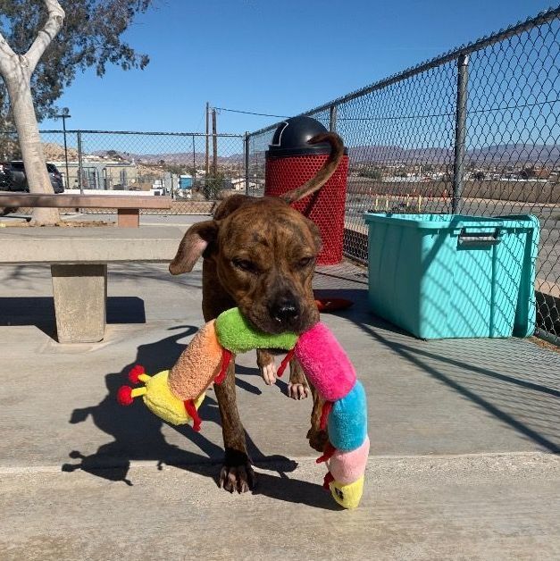 Droopy, an adoptable Boxer in Twentynine Palms, CA_image-5