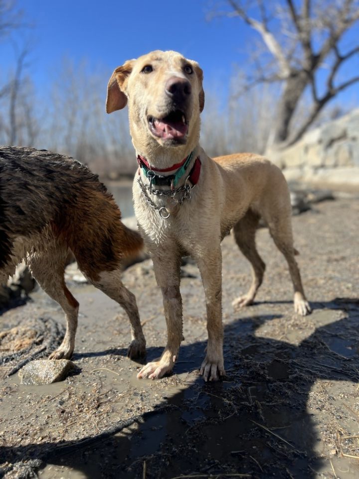 Penelope, an adoptable Hound & Labrador Retriever Mix in Denver, CO_image-4