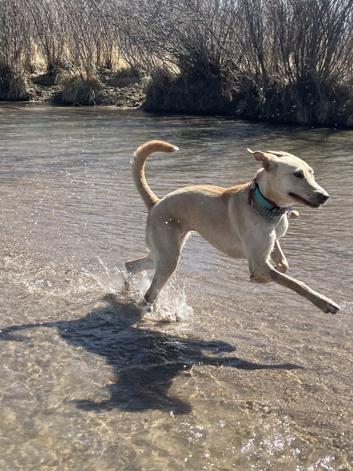 Penelope, an adoptable Hound & Labrador Retriever Mix in Denver, CO_image-6