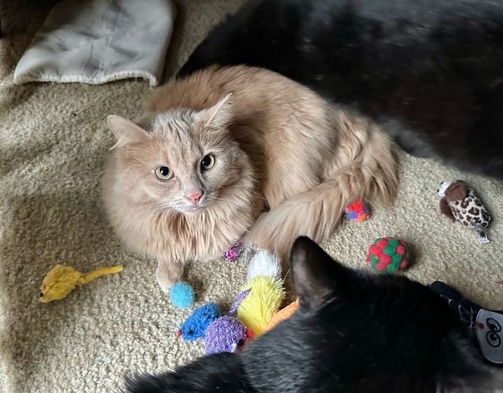 Greenfield : Fluffy, an adoptable Domestic Long Hair in Aurora, IN_image-1