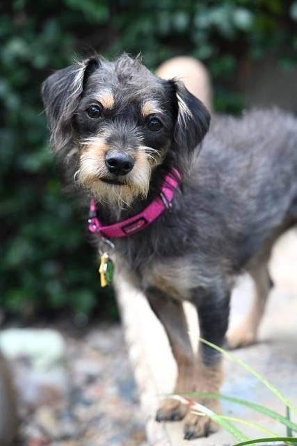 SAHARA B. BRANCA, an adopted Poodle & Chihuahua Mix in Cathedral City, CA_image-1