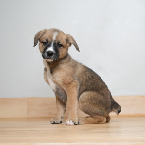 Blossom D15237, an adoptable Mixed Breed in Minnetonka, MN_image-5