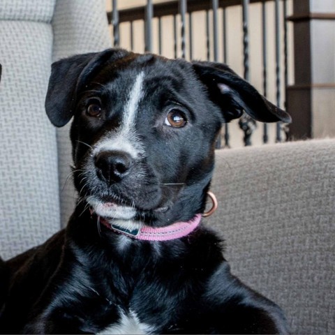 Willow D15236, an adoptable Mixed Breed in Minnetonka, MN_image-1