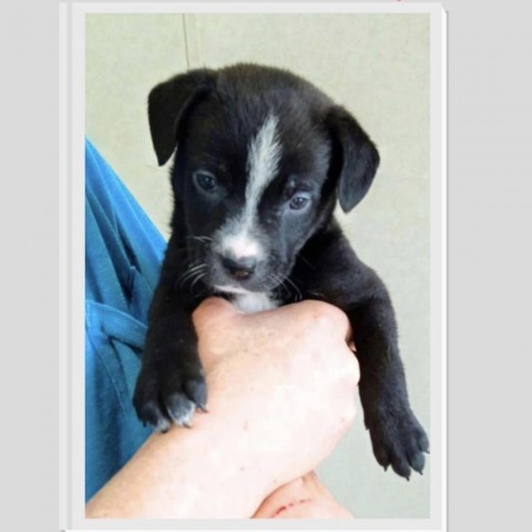 Willow D15236, an adoptable Mixed Breed in Minnetonka, MN_image-2