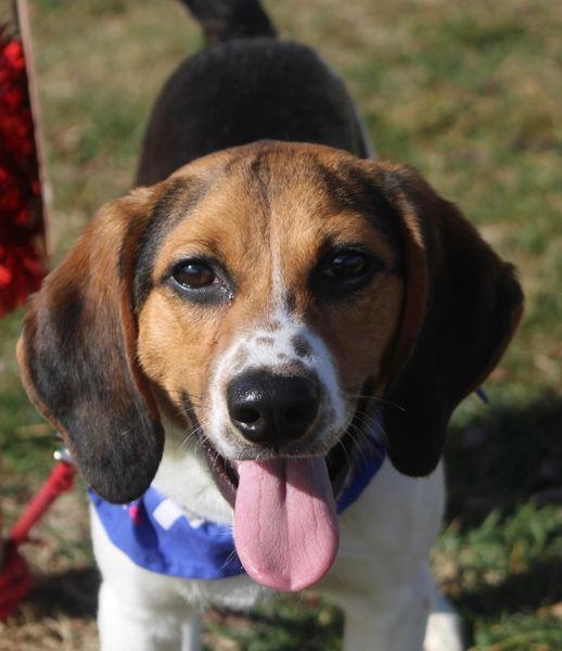 Petfinder beagle best sale