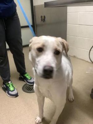 Sadie, Adult Female Golden Retriever