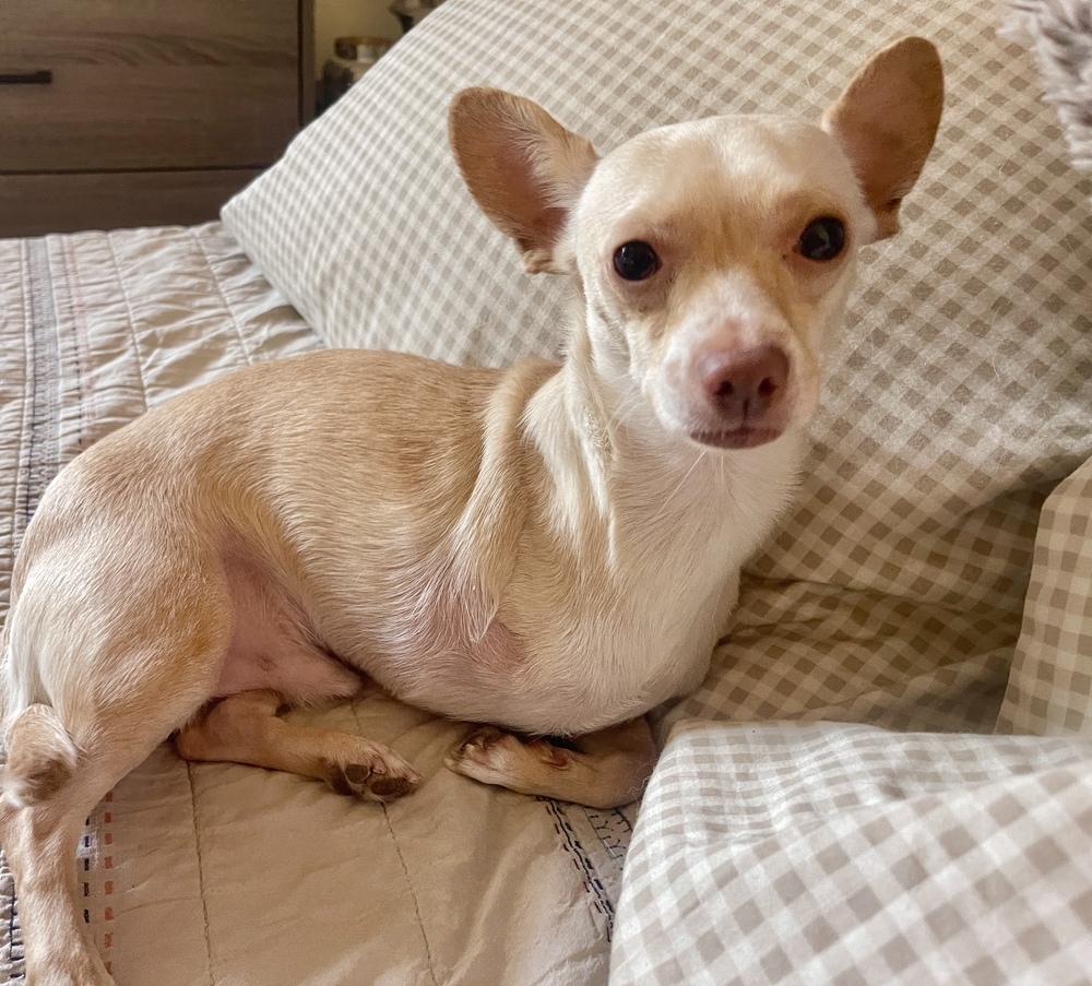 Kimchi, an adoptable Chihuahua in Boulder, CO, 80305 | Photo Image 1