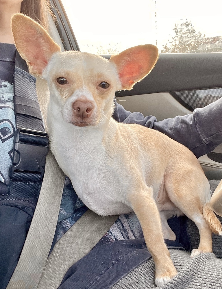 Kimchi, an adoptable Chihuahua in Boulder, CO, 80305 | Photo Image 2