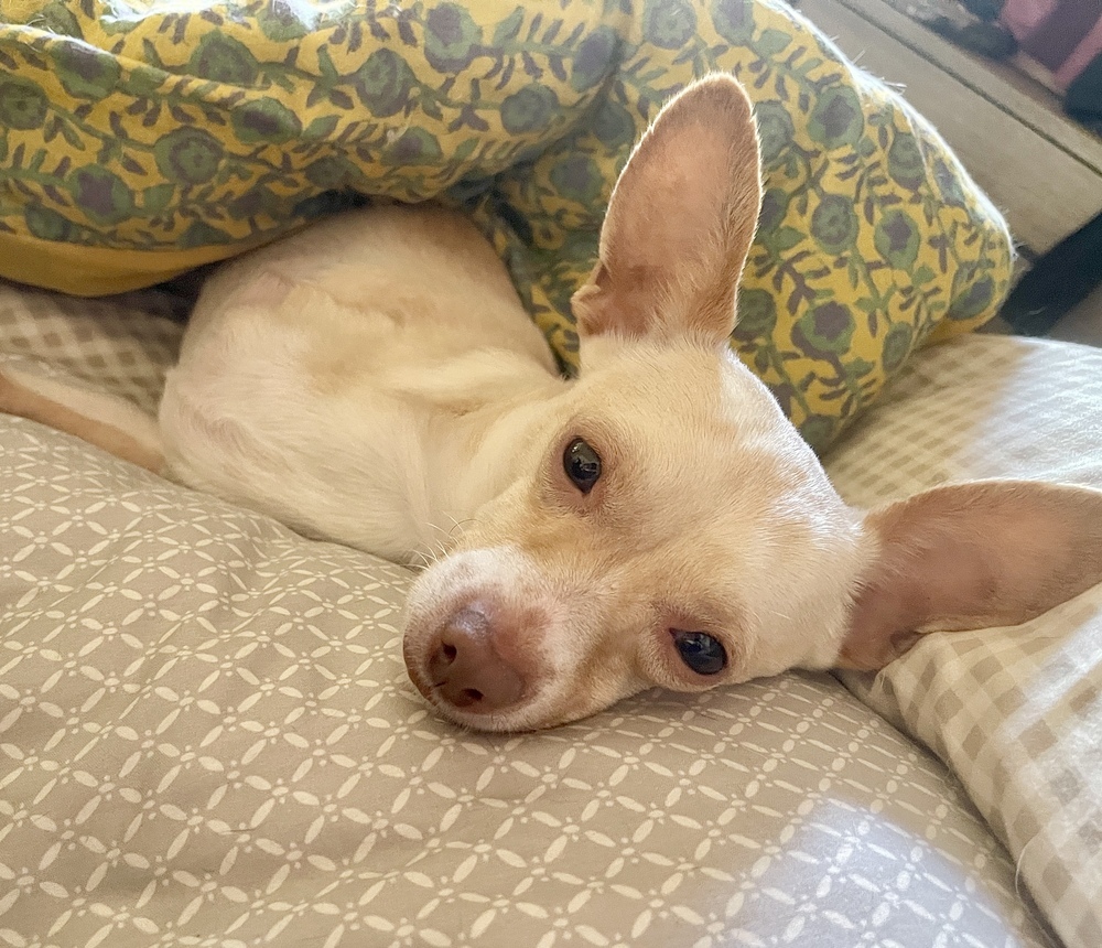 Kimchi, an adoptable Chihuahua in Boulder, CO, 80305 | Photo Image 3