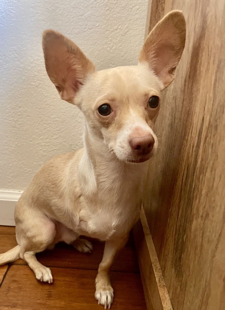 Kimchi, an adoptable Chihuahua in Boulder, CO, 80305 | Photo Image 4