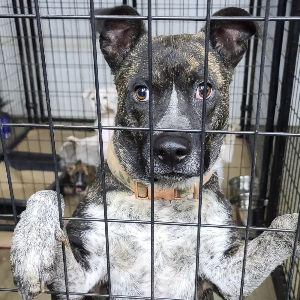 Charlotte, an adoptable Cattle Dog in Rockland, WI, 54653 | Photo Image 1