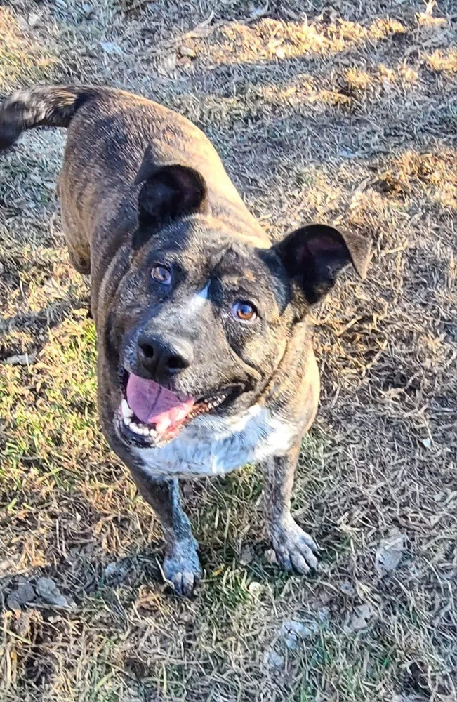 Charlotte, an adoptable Cattle Dog in Rockland, WI, 54653 | Photo Image 1